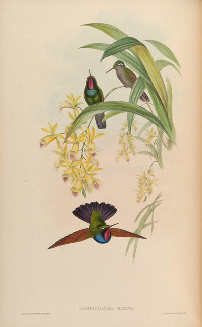 Lamprolaima rhami by John Gould